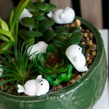 Апартаменты Lobos Dream Flat By Escape To Madeira