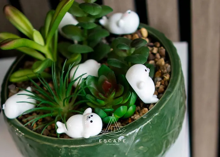 Apartmán Lobos Dream Flat By Escape To Madeira